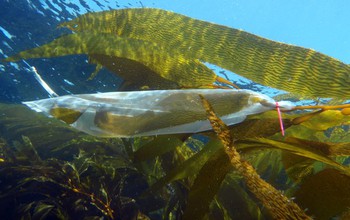 A polyethene bag with sample from giant kelp